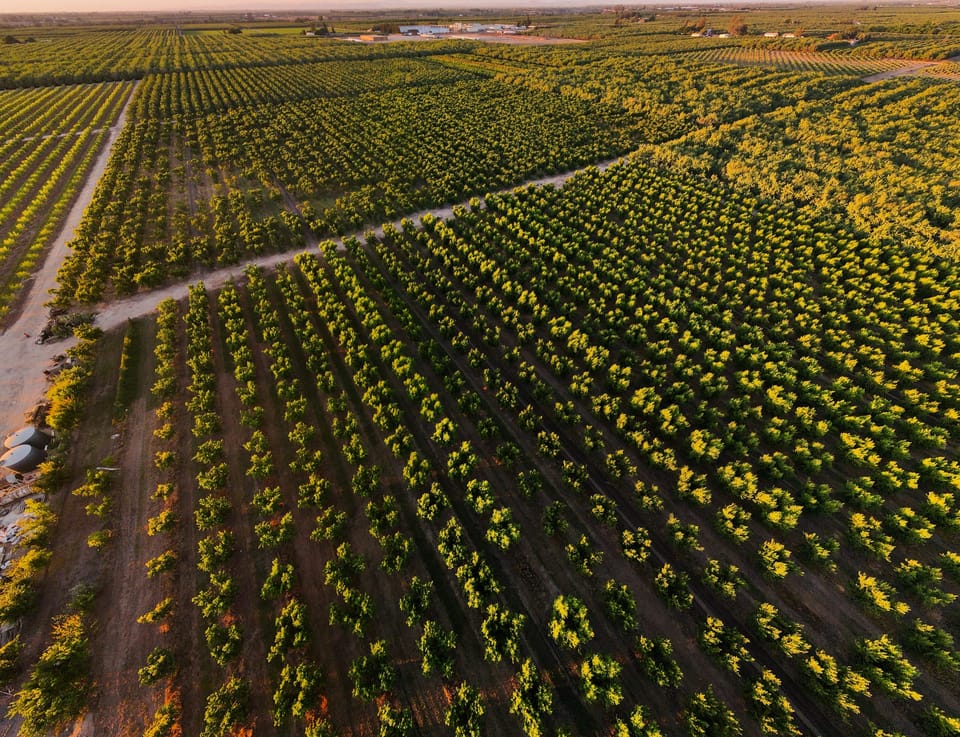 Aerial view of rows of farm fields stretching to the horizon at sunset