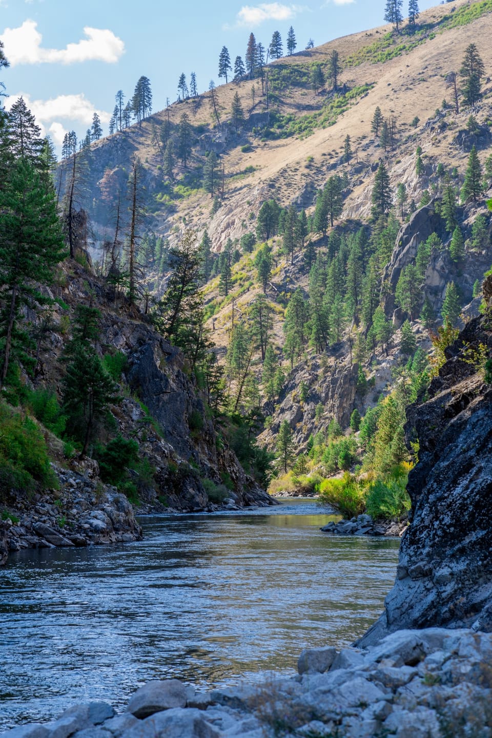 River flowing through a steep rocky canyon lined with pines