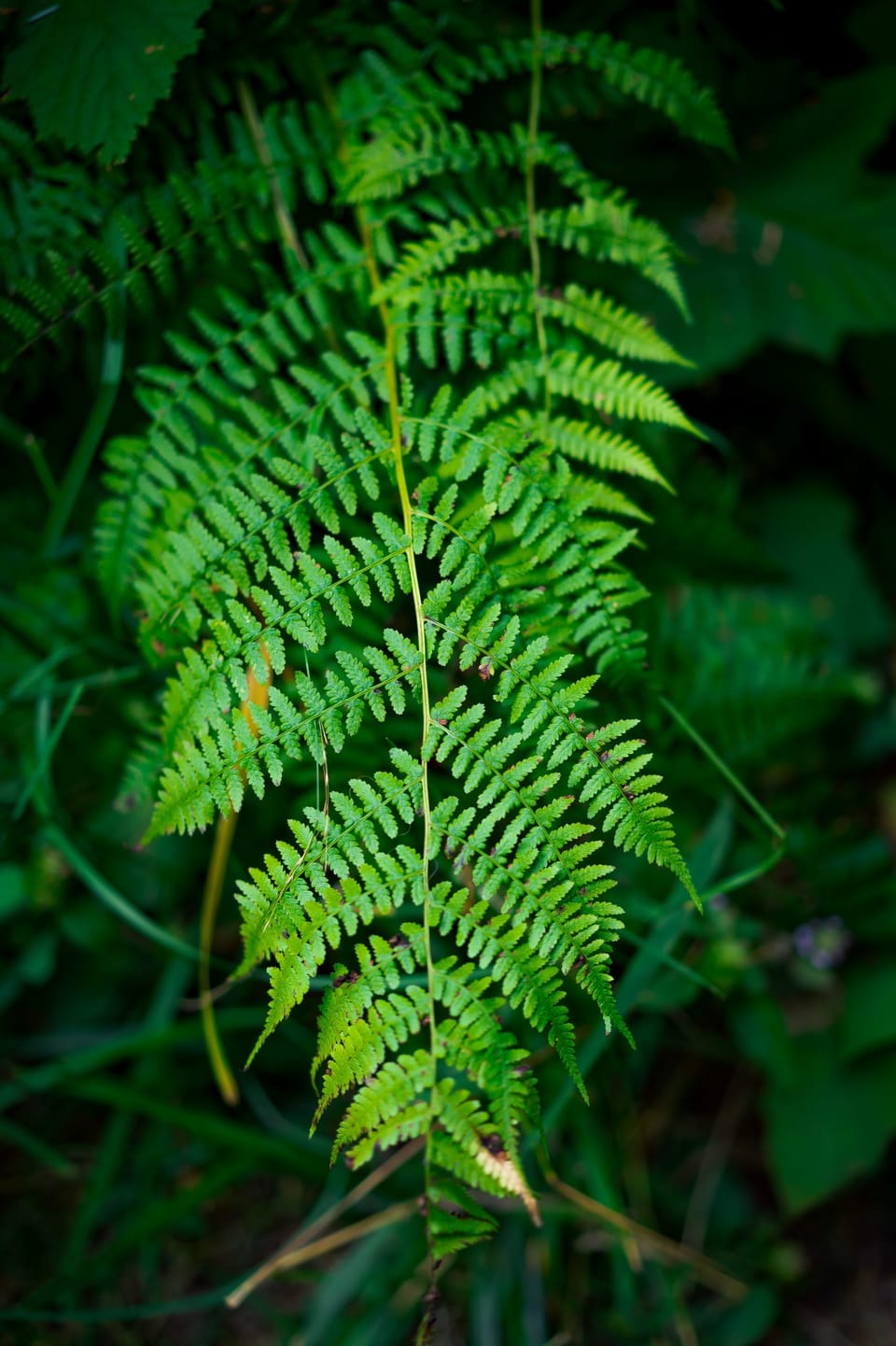 Close-up of a single bright green fern frond