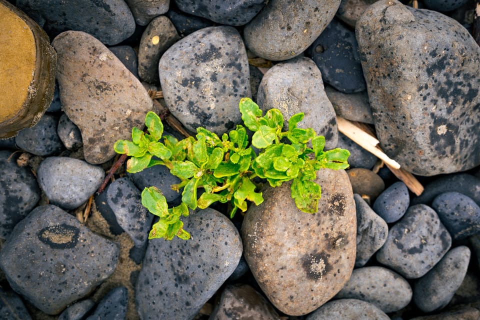 Small green plant growing among smooth beach stones