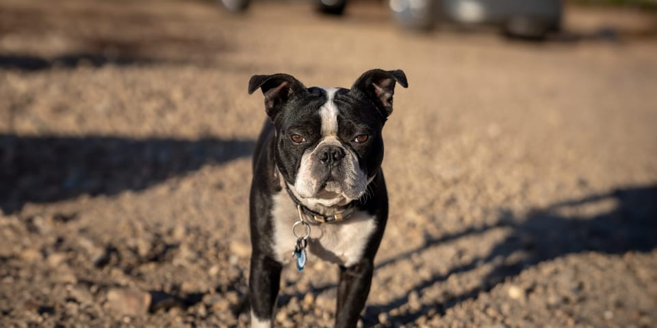 Boston terrier standing on a dirt road