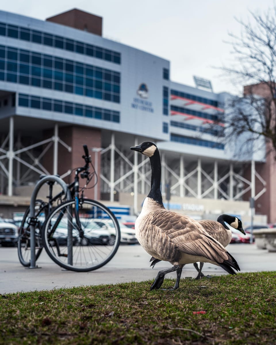 Canada goose standing on the grass beside a bike rack