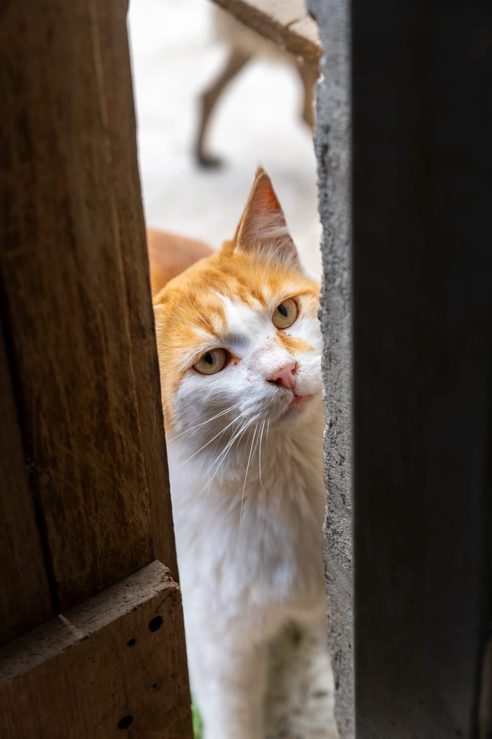 Orange and white cat peeking around a wooden fence