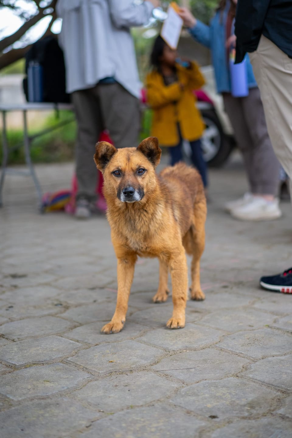 Tan dog standing among people at an outdoor market