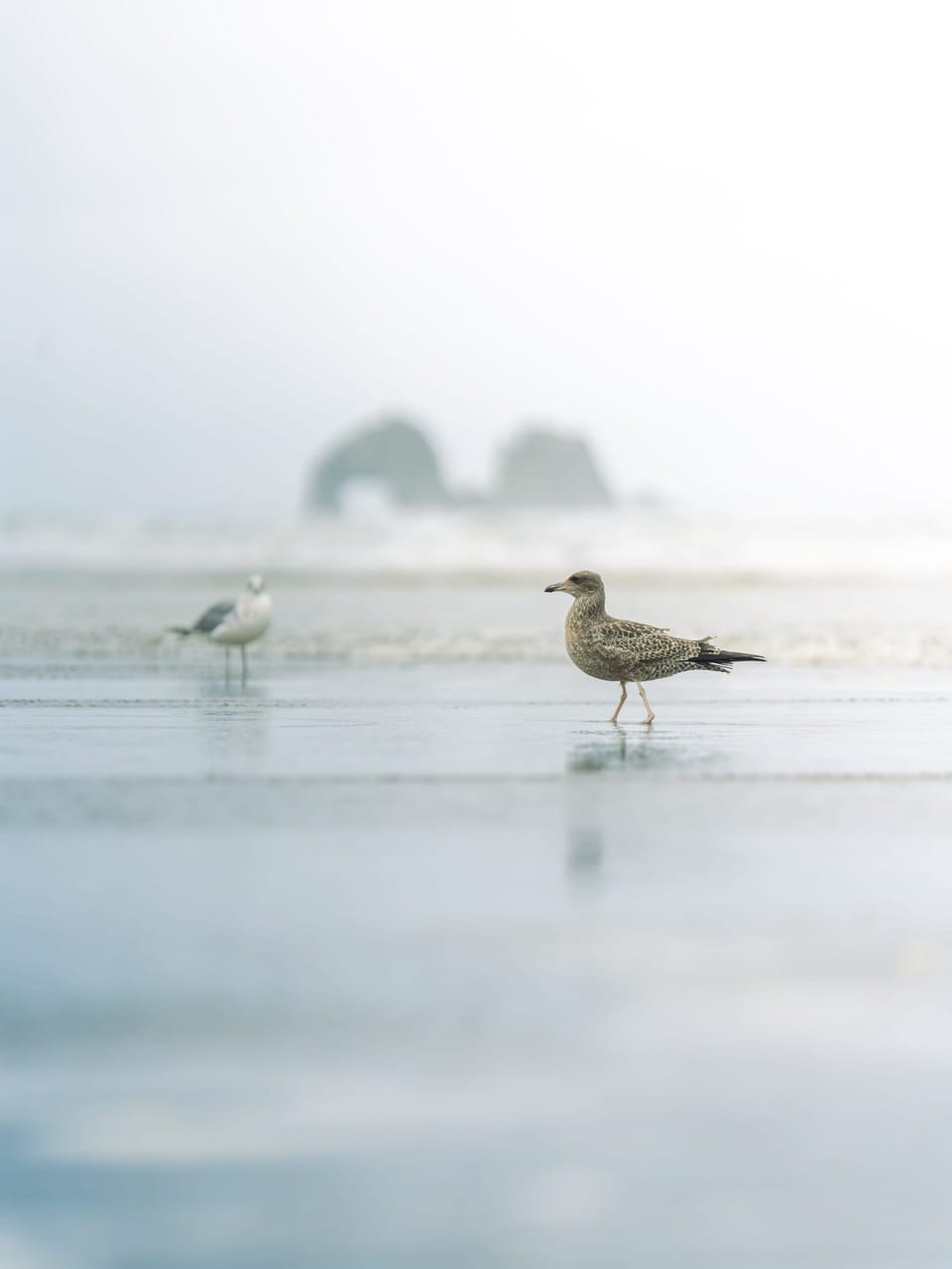 Gulls on wet sand with sea stacks in the fog
