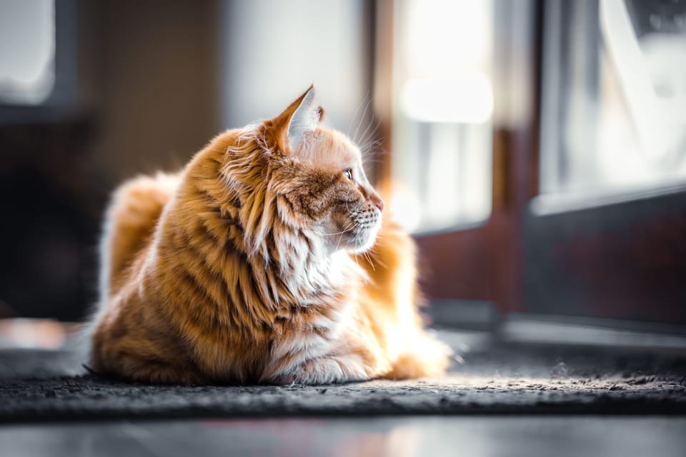 Orange cat lounging in window light
