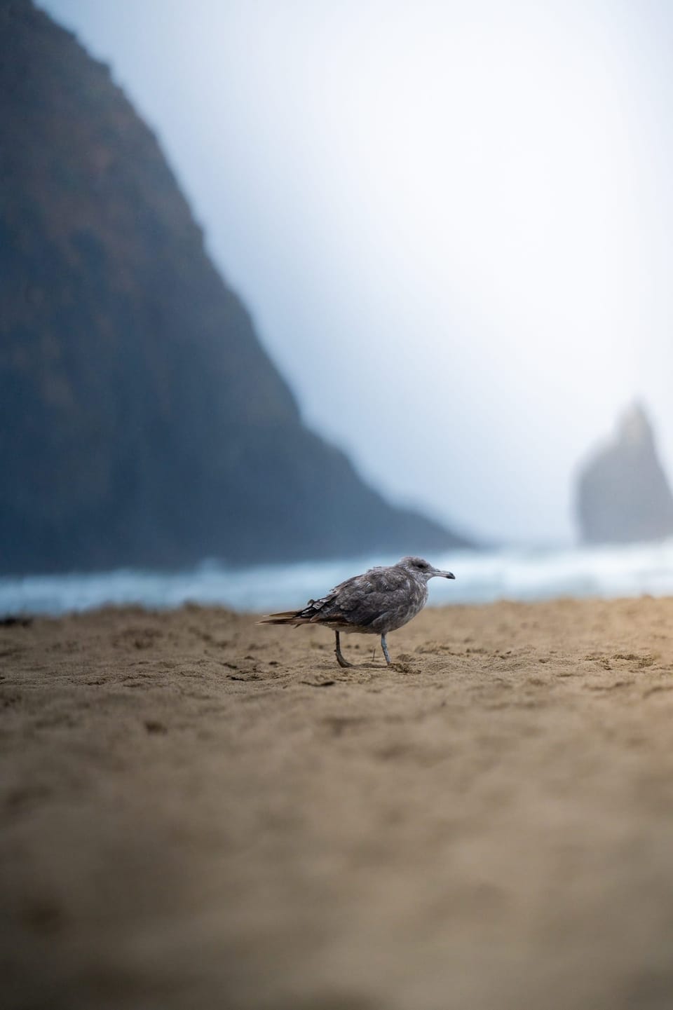 Shorebird on the beach below misty cliffs