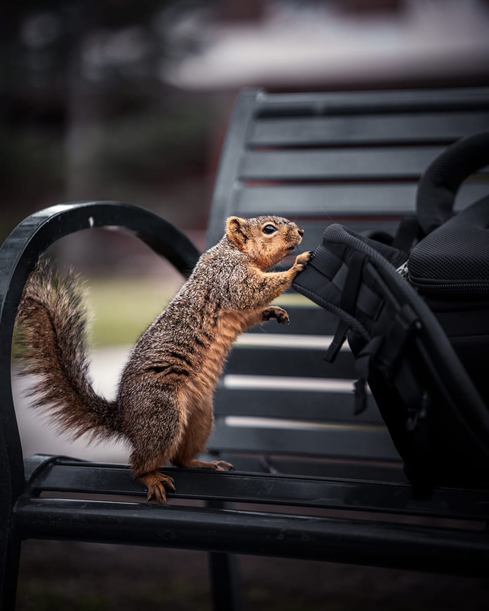 Squirrel perched on a park bench armrest