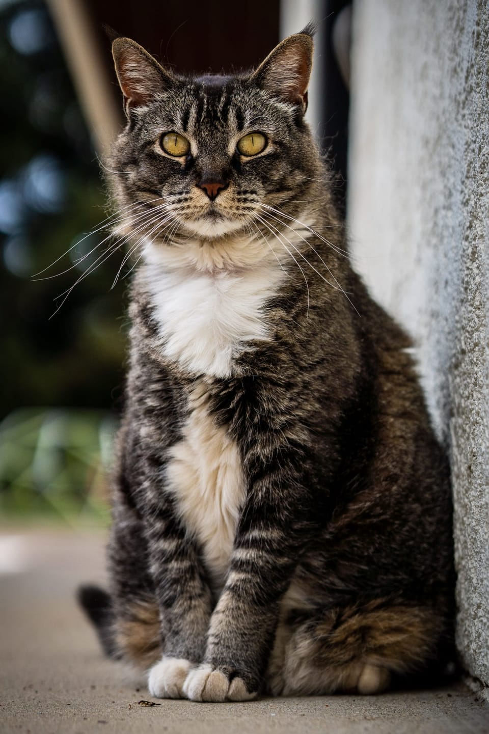 Tabby cat sitting by a doorway
