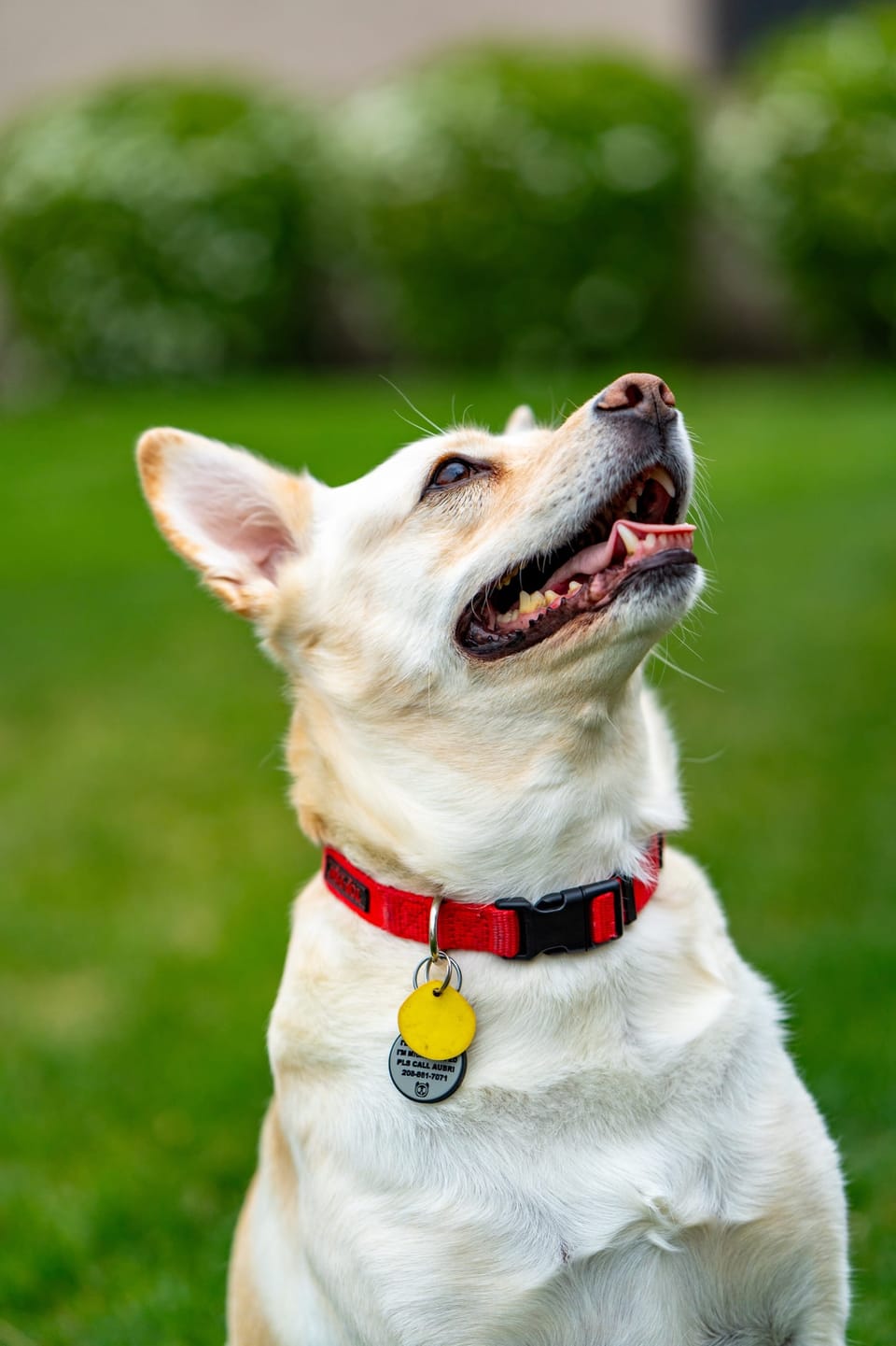 Happy white dog in a red collar looking up