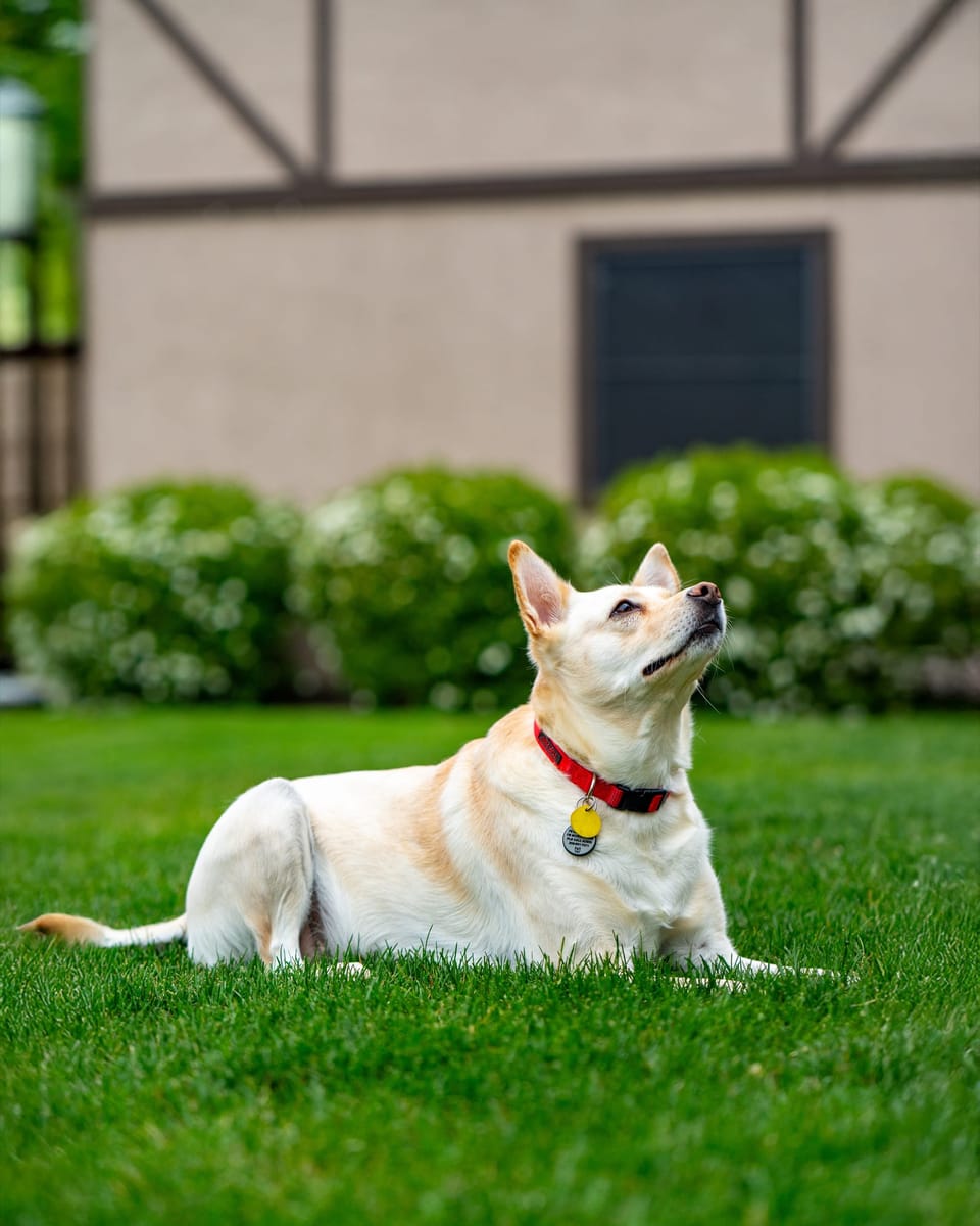 White dog in a red collar lying on a lawn